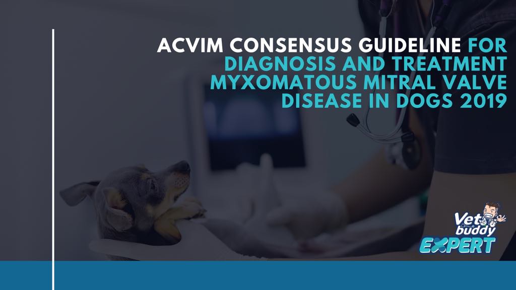 2019 ACVIM consensus guidelines for diagnosis and treatment of MMVD in dogs