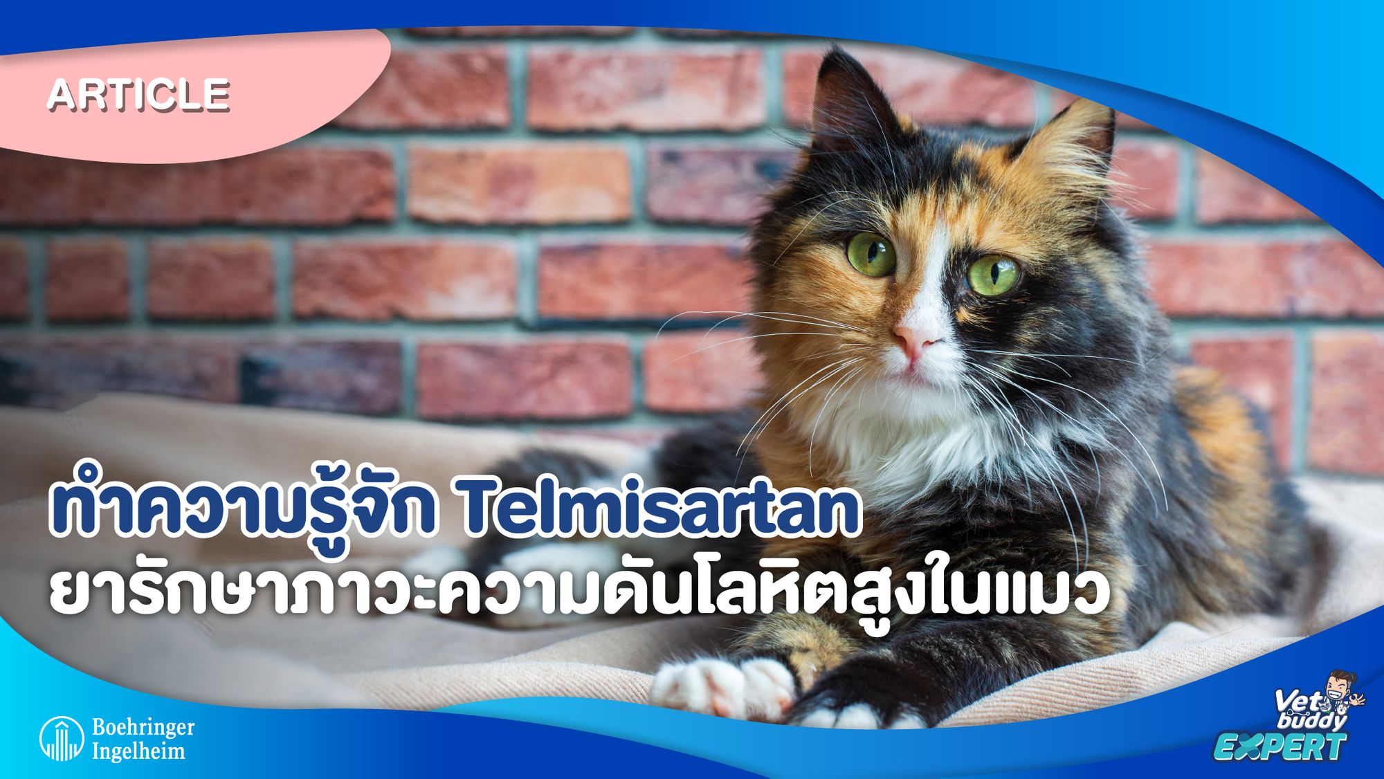 ทำความรู้จัก Telmisartan ยารักษาภาวะความดันโลหิตสูงในแมว