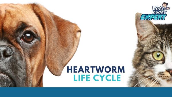 VDO heartworm life cycle