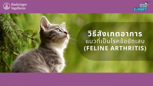 วิธีสังเกตอาการแมวที่เป็นโรคข้ออักเสบ (Feline Arthritis)