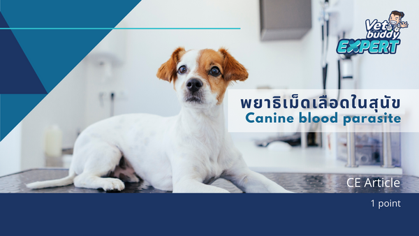 พยาธิเม็ดเลือดในสุนัข (Canine blood parasites)
