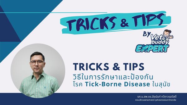 Tricks and Tips วิธีในการรักษาและป้องกัน โรค Tick-Borne Disease ในสุนัข
