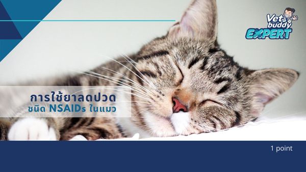 การใช้ยาลดปวดชนิด NSAIDs ในแมว