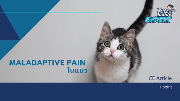 Maladaptive pain ในแมว