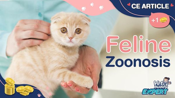 Feline zoonosis