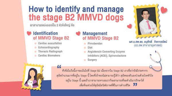 How to Identify and Manage the Stage B2 MMVD Dogs