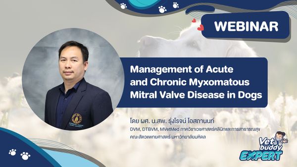Management of Acute and Chronic Myxomatous Mitral Valve Disease in Dogs