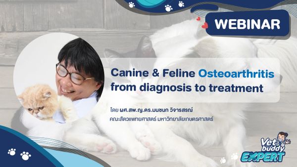 Canine & Feline Osteoarthritis from diagnosis to treatment