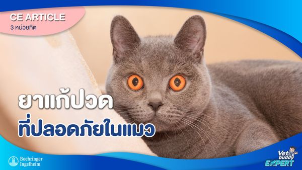 ยาแก้ปวดที่ปลอดภัยในแมว