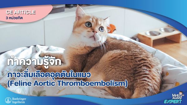 ทำความรู้จักภาวะลิ่มเลือดอุดตันในแมว (Feline Arterial Thromboembolism)