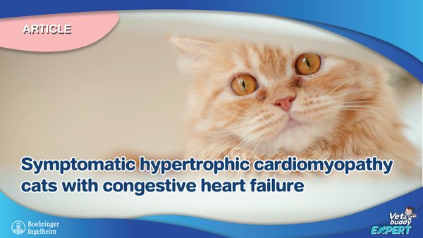 Symptomatic hypertrophic cardiomyopathy cats with congestive heart failure