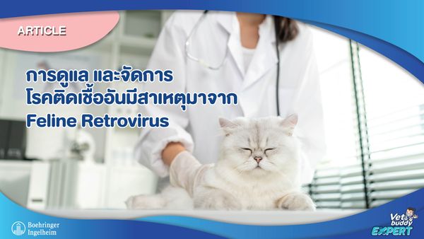 การดูแลและจัดการโรคติดเชื้ออันมีสาเหตุมาจาก Feline Retrovirus