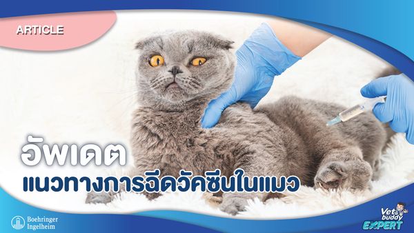 อัพเดตแนวทางการฉีดวัคซีนในแมว