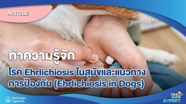 ทำความรู้จักโรค Ehrlichiosis ในสุนัข และแนวทางการป้องกัน