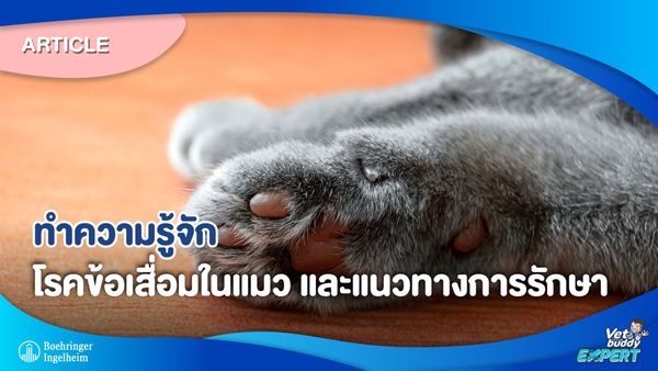 ทำความรู้จักโรคข้อเสื่อมในแมว และแนวทางการรักษา