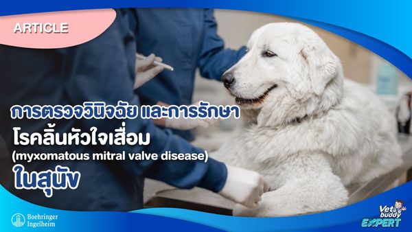 การตรวจวินิจฉัย และการรักษาโรคลิ้นหัวใจเสื่อม (myxomatous mitral valve disease) ในสุนัข