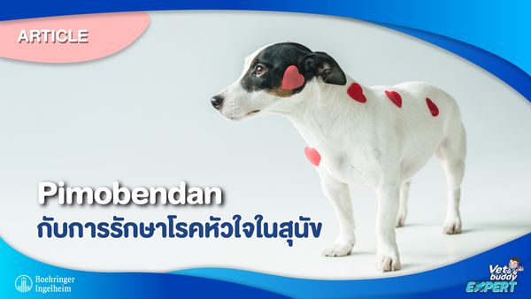 Pimobendan กับการรักษาโรคหัวใจในสุนัข