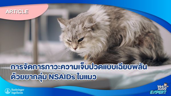 การจัดการภาวะความเจ็บปวดแบบเฉียบพลันด้วยยากลุ่ม NSAIDs ในแมว