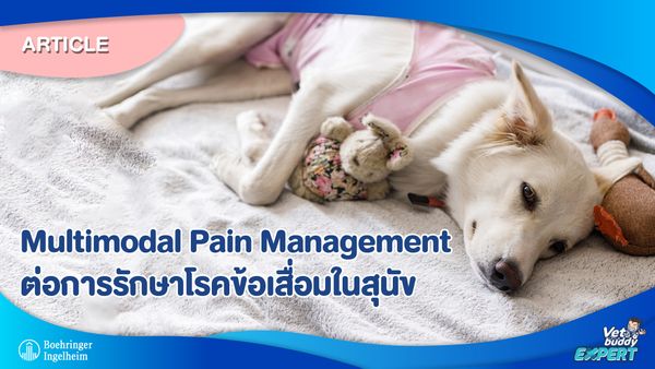 Multimodal Pain Management ต่อการรักษาโรคข้อเสื่อมในสุนัข