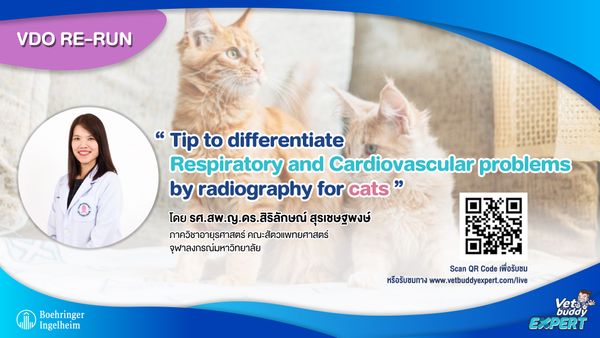 VDO Re-Run Tip to differentiate respiratory and cardiovascular problem by radiography for cats