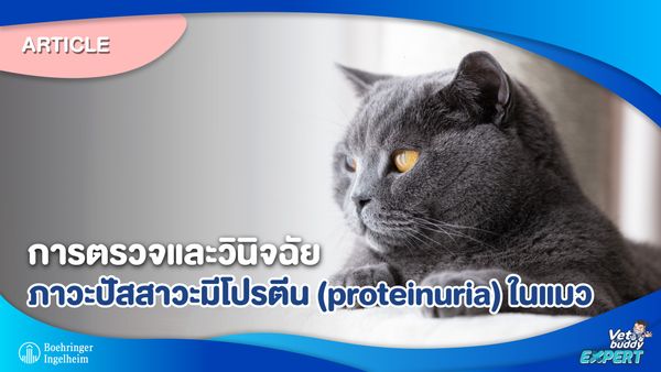 การตรวจและวินิจฉัยภาวะปัสสาวะมีโปรตีน (proteinuria) ในแมว