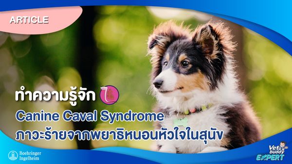 ทำความรู้จัก Canine Caval Syndrome ภาวะร้ายจากพยาธิหนอนหัวใจในสุนัข