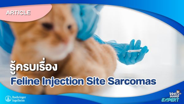 รู้ครบเรื่อง Feline Injection Site Sarcomas