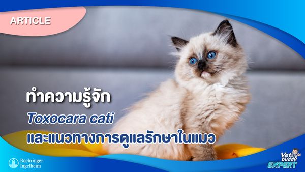 ทำความรู้จัก Toxocara cati และแนวทางการดูแลรักษาในแมว