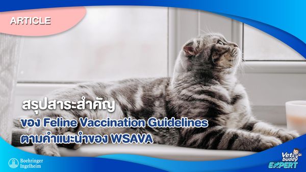 สรุปสาระสำคัญของ Feline Vaccination Guidelines ตามคำแนะนำของ WSAVA