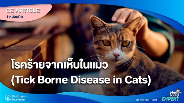 โรคร้ายจากเห็บในแมว (Tick Borne Disease in Cats)