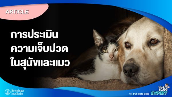 การประเมินความเจ็บปวดในสุนัขและแมว