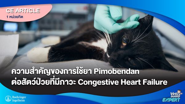 ความสำคัญของการใช้ยา Pimobendan ต่อสัตว์ป่วยที่มีภาวะ Congestive Heart Failure